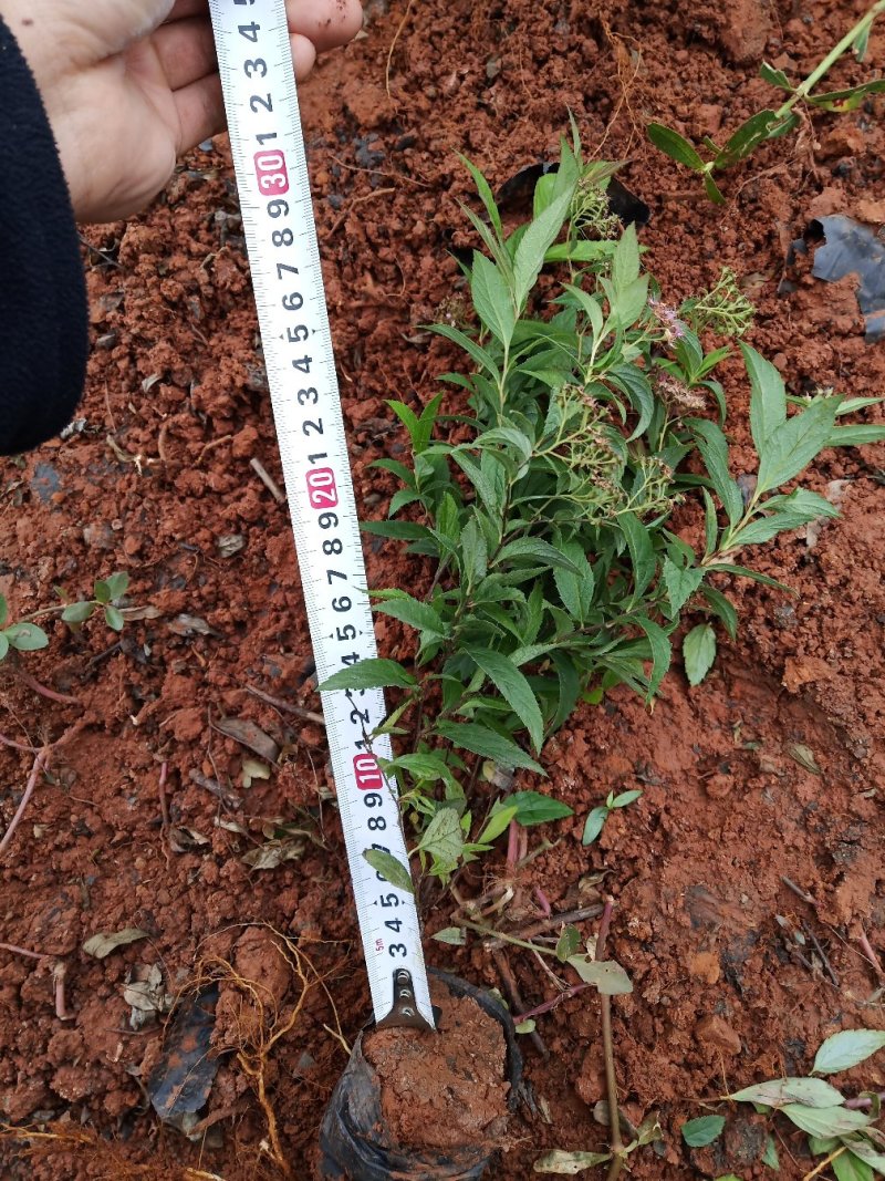 绣线菊绣线菊种植销售粉花绣线菊一手货源