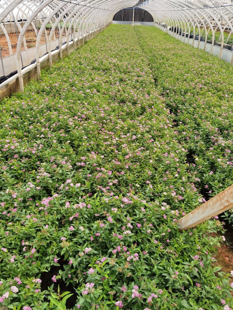 绣线菊绣线菊种植销售粉花绣线菊一手货源