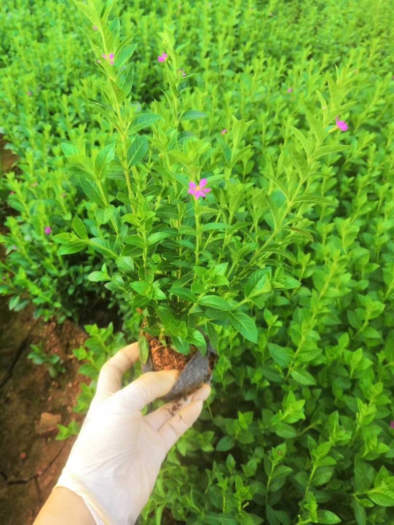 满天星，雪茄花，绿化苗用，紫花小杯满天星，10袋，花卉