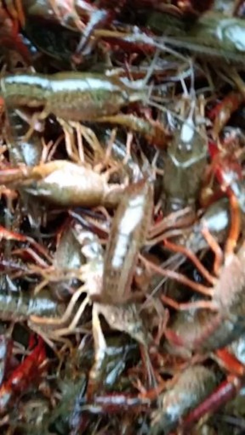 优质虾苗，洪湖湖虾，长势快表面滑净，成活率高