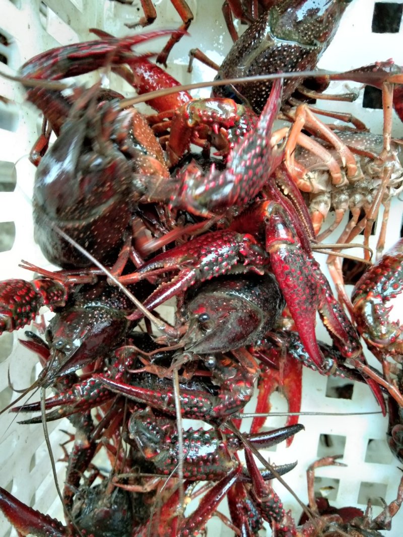 优质虾苗，洪湖湖虾，长势快表面滑净，成活率高