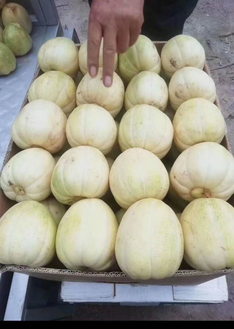 香瓜牛奶蜜明地开园甜瓜