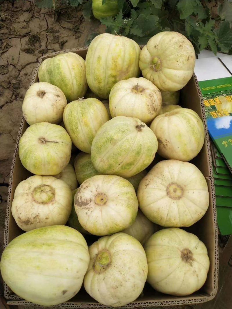 香瓜牛奶蜜明地开园甜瓜