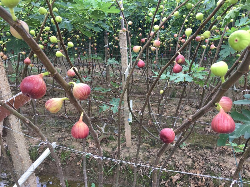 玻姬红无花果。口感好，香糯，当天采摘新鲜