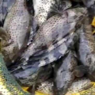 青斑