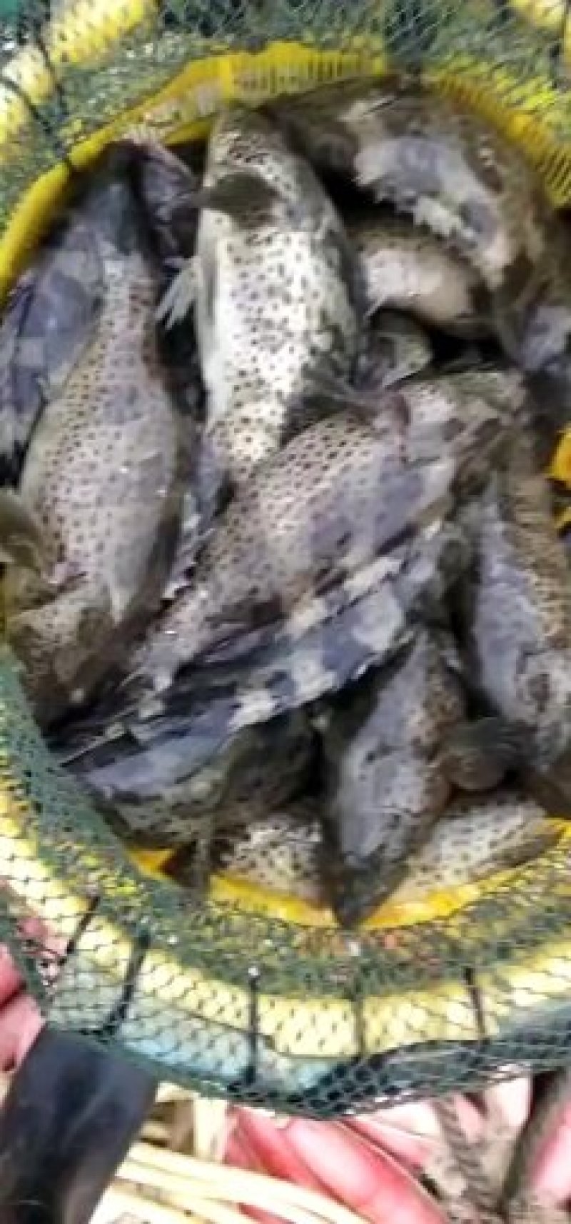 青斑