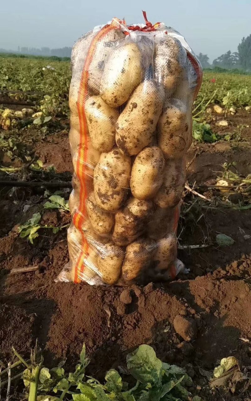 荷兰15土豆，三两通天，颜色好，个头大，货量充足，万亩基