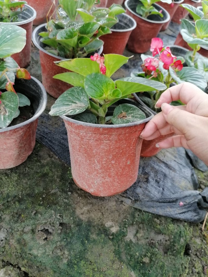 四季秋海棠杯苗高10-15