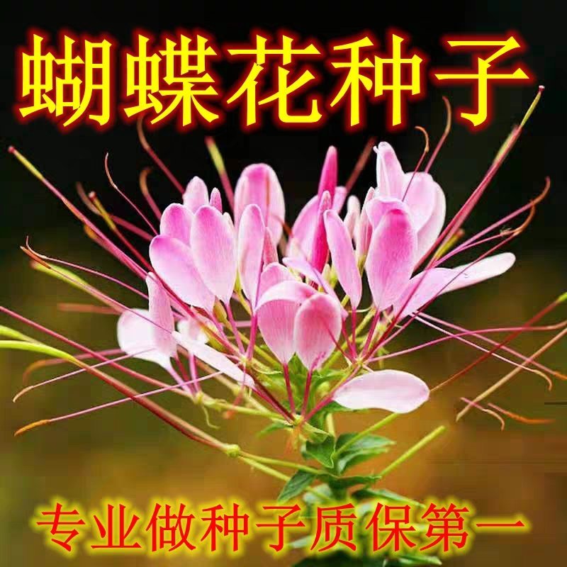 醉蝶花苗绿化苗种子醉蝶花种子长的像蝴蝶的花、醉蝶花小苗花
