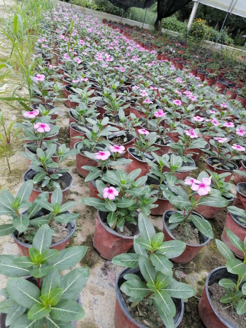 长春花杯苗15-20双色杯