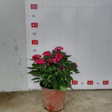 繁星花杯苗45-55双色杯
