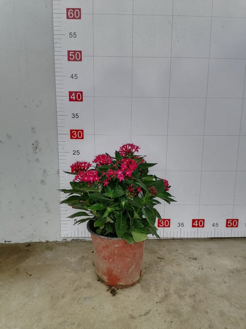 繁星花杯苗45-55双色杯