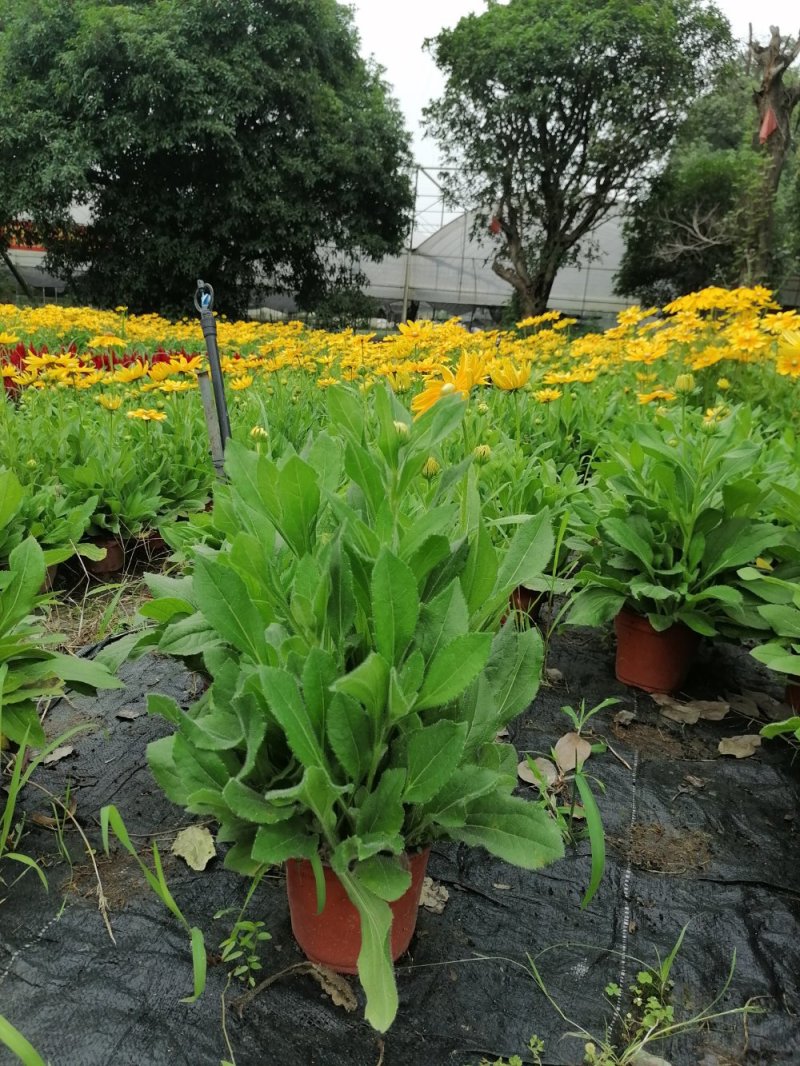 金光菊黄菊花45-55杯苗