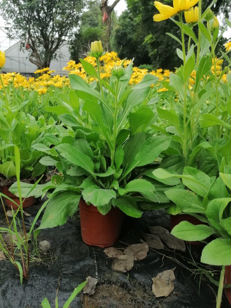 金光菊黄菊花45-55杯苗
