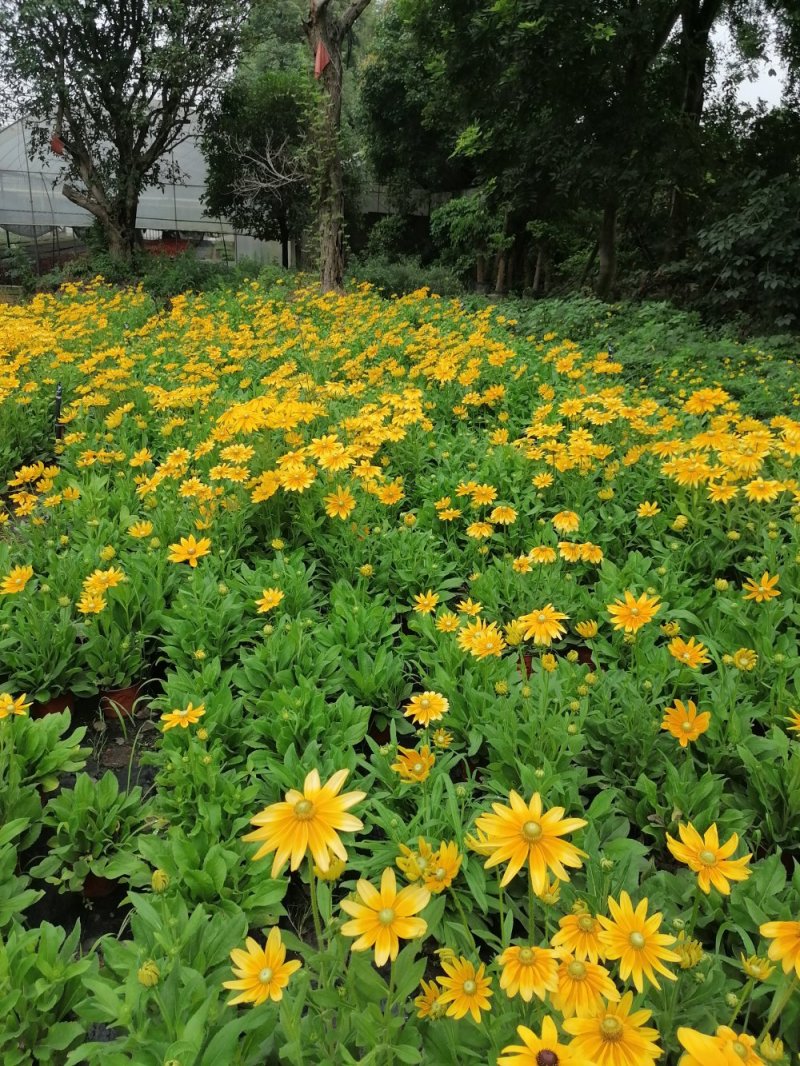 金光菊黄菊花45-55杯苗