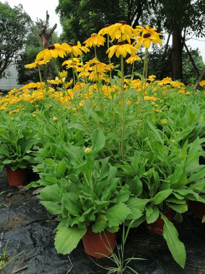 金光菊黄菊花45-55杯苗