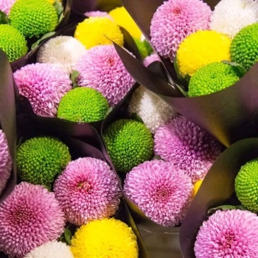 乒乓菊非洲菊鲜花盆栽阳台庭院九月多彩菊花草本花卉四季易养