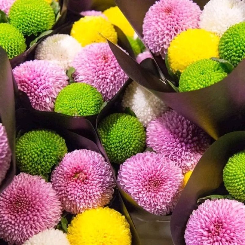 乒乓菊非洲菊鲜花盆栽阳台庭院九月多彩菊花草本花卉四季易养