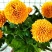 乒乓菊非洲菊鲜花盆栽阳台庭院九月多彩菊花草本花卉四季易养