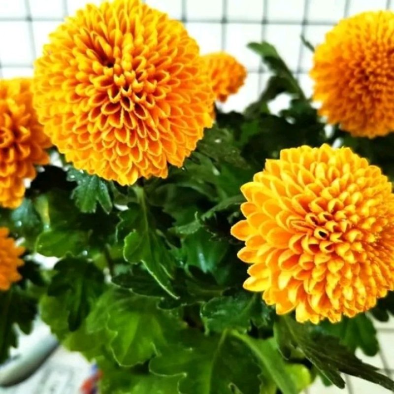 乒乓菊非洲菊鲜花盆栽阳台庭院九月多彩菊花草本花卉四季易养