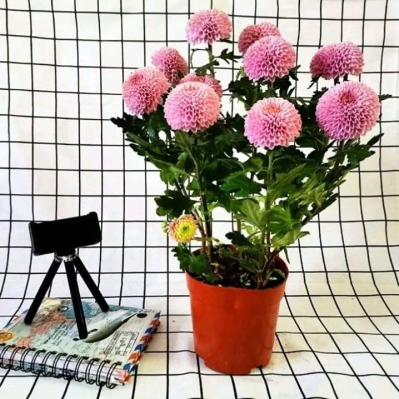乒乓菊非洲菊鲜花盆栽阳台庭院九月多彩菊花草本花卉四季易养