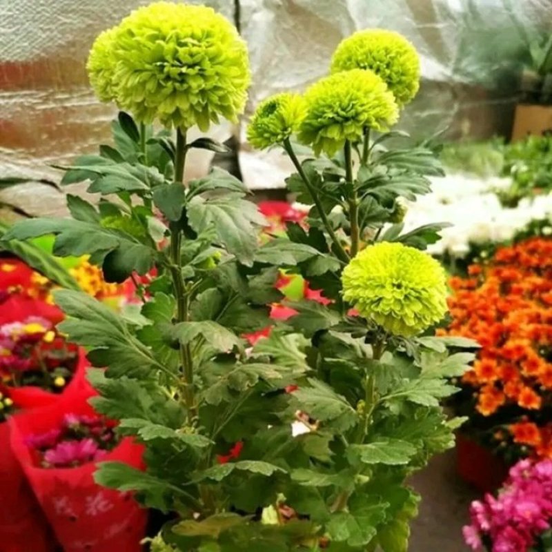 乒乓菊非洲菊鲜花盆栽阳台庭院九月多彩菊花草本花卉四季易养