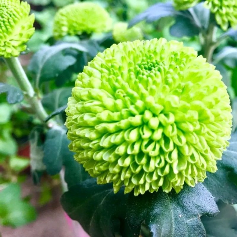 乒乓菊非洲菊鲜花盆栽阳台庭院九月多彩菊花草本花卉四季易养