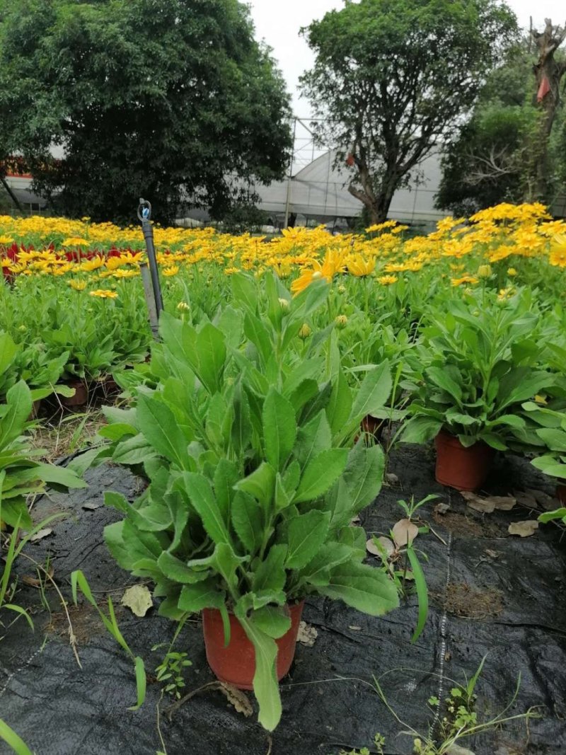 金光菊黄菊花基地40-50，