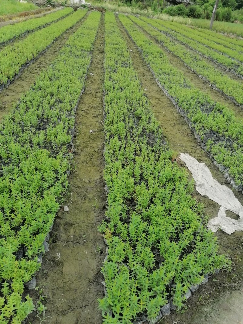出售精品千屈菜，小杯苗千屈菜