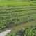 出售精品千屈菜，小杯苗千屈菜