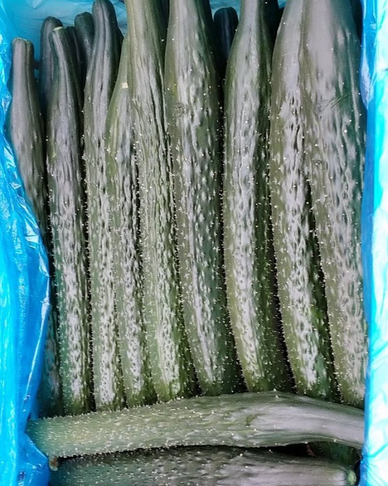 河北精品黄瓜干花带刺22~25公分商超品质诚信代收