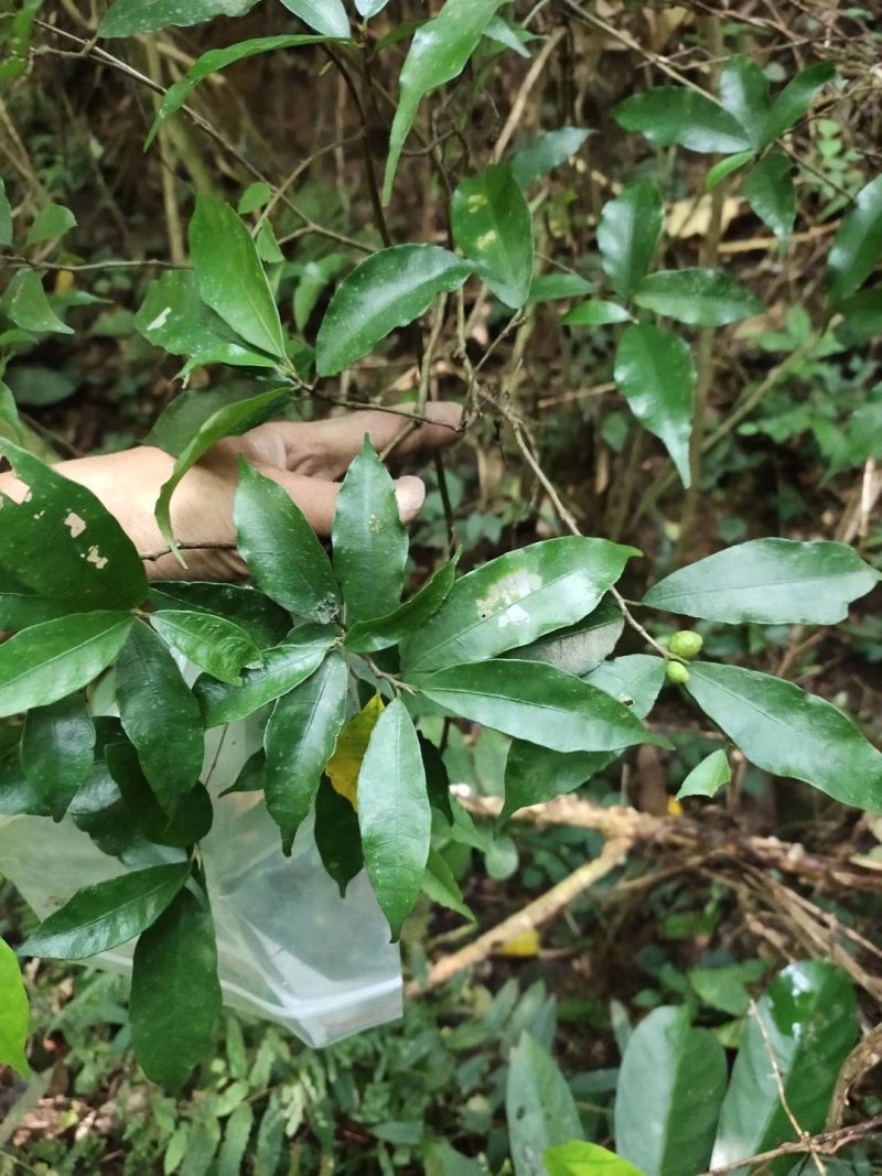 白花牛奶根野生货，小扎把