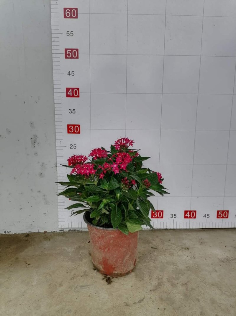 精品繁星花，繁星花杯苗。