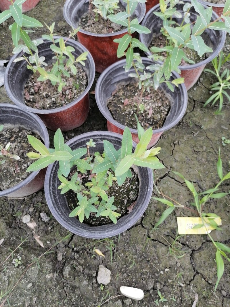 基地出售精品金丝桃，双色杯金丝桃小杯苗