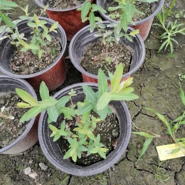 基地出售精品金丝桃，双色杯金丝桃小杯苗