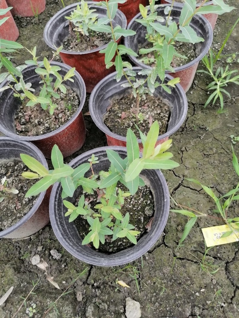 基地出售精品金丝桃，双色杯金丝桃小杯苗