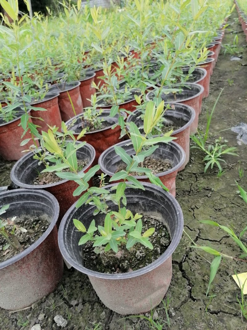 基地出售精品金丝桃，双色杯金丝桃小杯苗