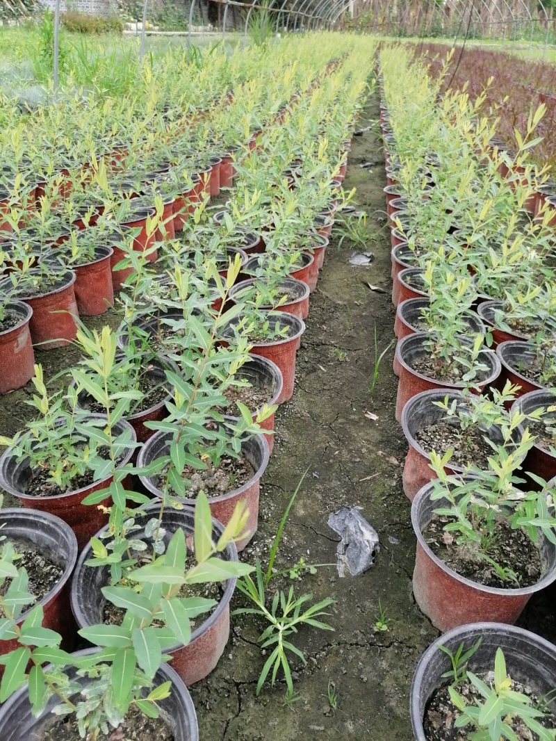 基地出售精品金丝桃，双色杯金丝桃小杯苗