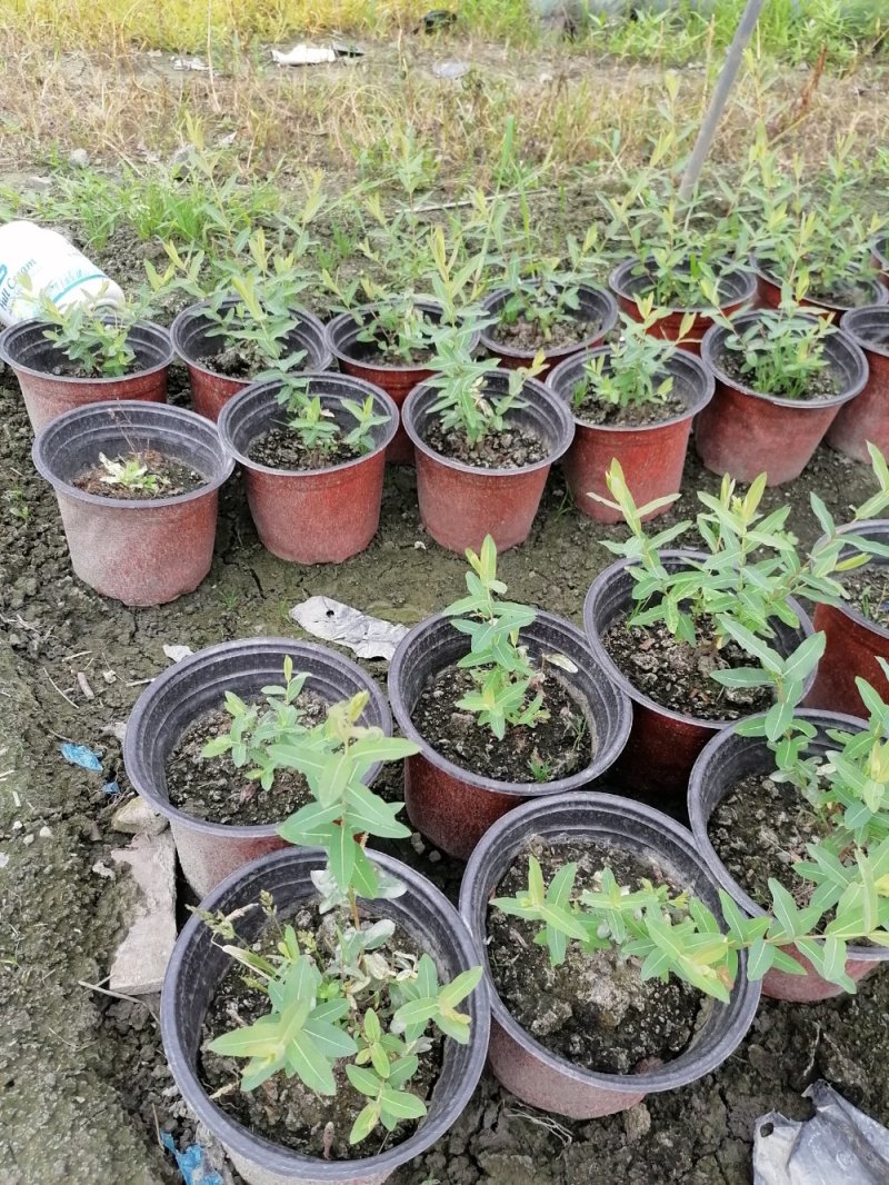 基地出售精品金丝桃，双色杯金丝桃小杯苗