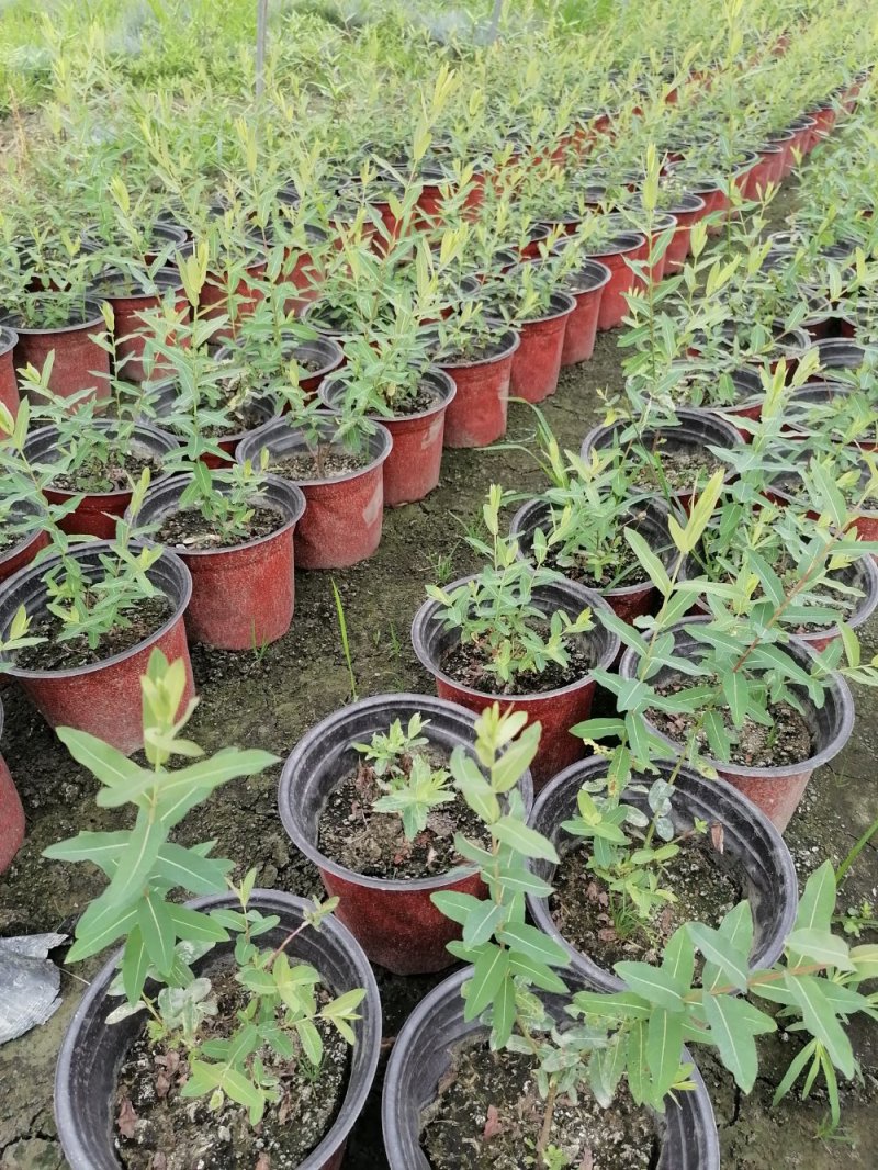 基地出售精品金丝桃，双色杯金丝桃小杯苗