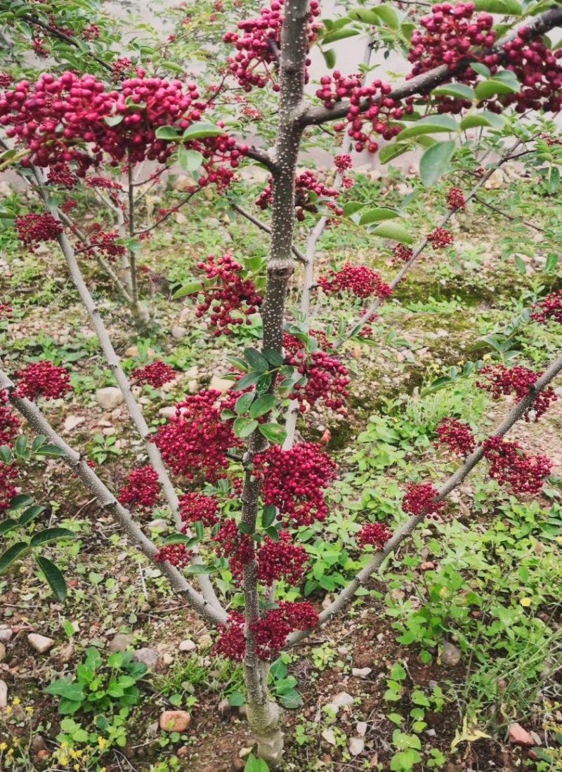 无刺花椒嫁接贡椒树苗、永青一号、大红袍、藤椒品种保证袋苗