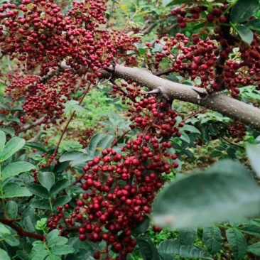 无刺花椒嫁接贡椒树苗、永青一号、大红袍、藤椒品种保证袋苗