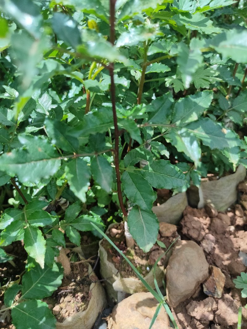 无刺花椒苗滕椒苗大红袍嫁接苗青花椒嫁接苗