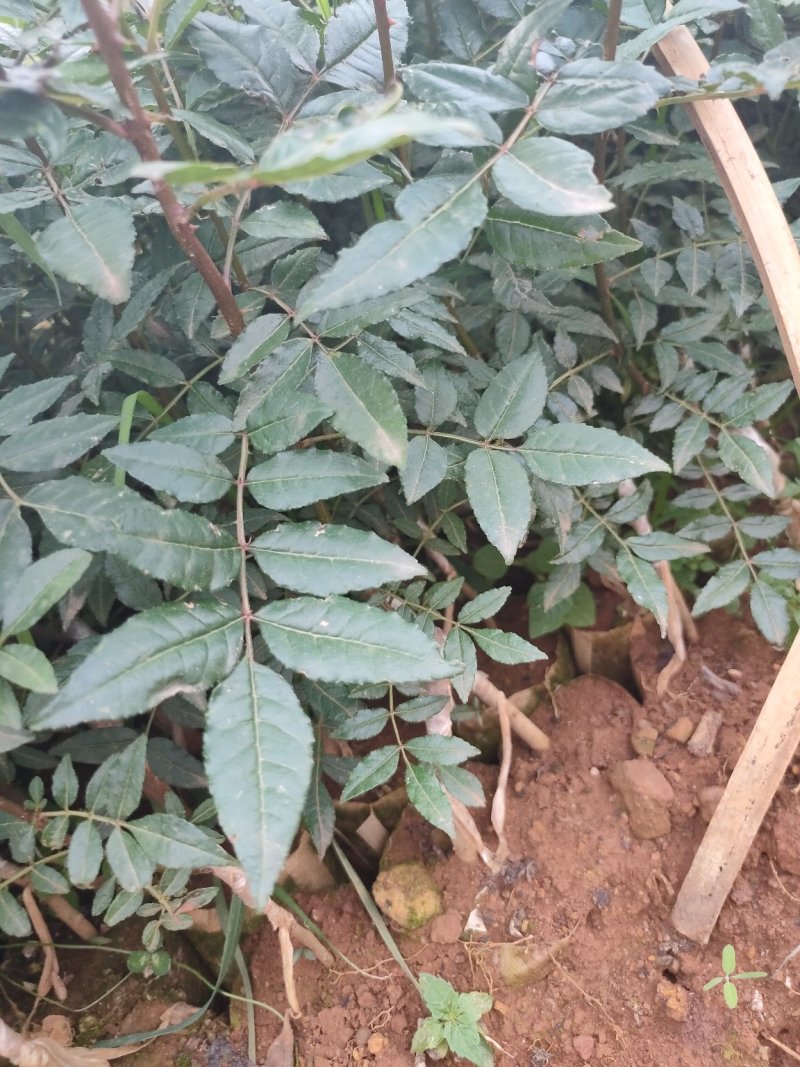 无刺花椒苗滕椒苗大红袍嫁接苗青花椒嫁接苗