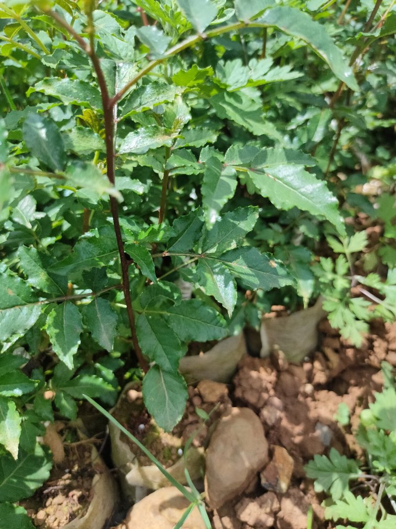 无刺花椒苗滕椒苗大红袍嫁接苗青花椒嫁接苗