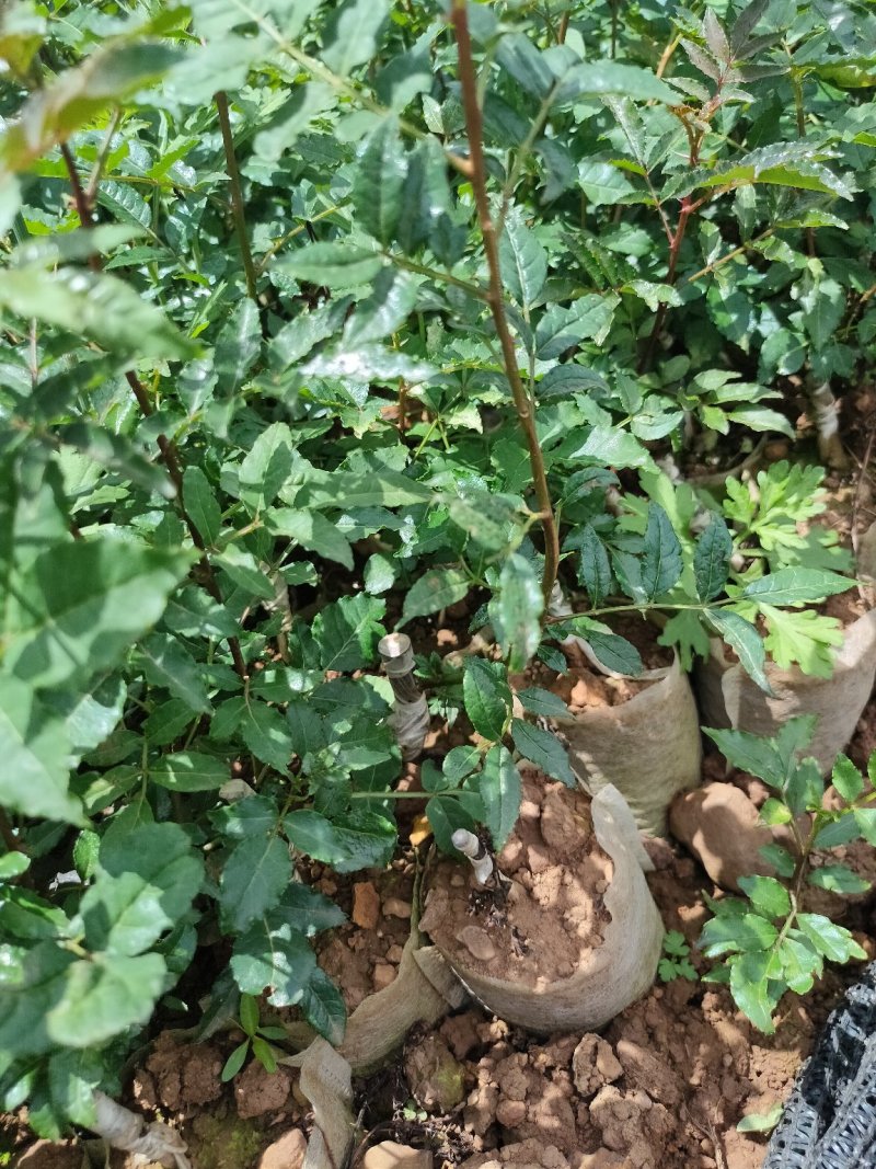 无刺花椒苗滕椒苗大红袍嫁接苗青花椒嫁接苗
