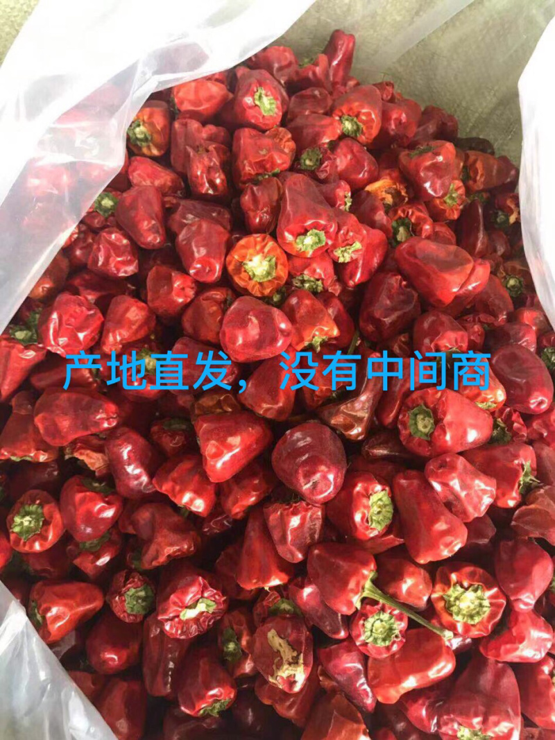 【质优价廉】灯笼椒，香辣型，价格来电咨询