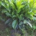 出售袋苗非洲茉莉40-100高