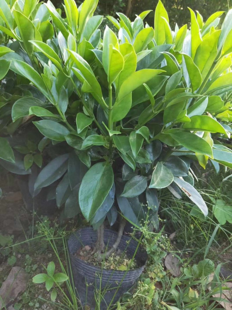 出售袋苗非洲茉莉40-100高