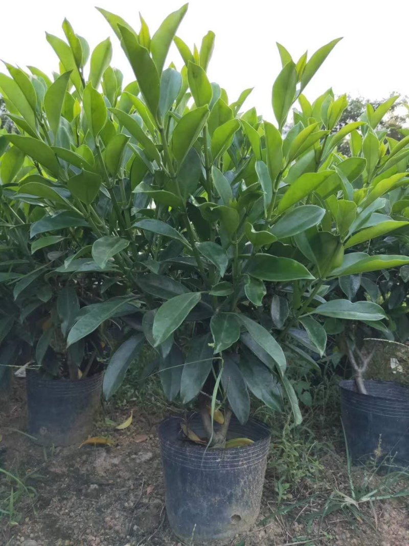 出售袋苗非洲茉莉40-100高